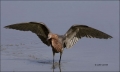 Reddish-Egret;Egret;Foraging;feeding-behavior;one-animal;close-up;color-image;no